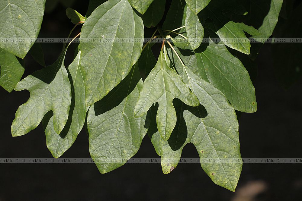 Sassafras albidum Sassafras