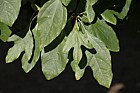 Sassafras albidum Sassafras
