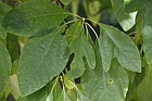 Sassafras albidum Sassafras