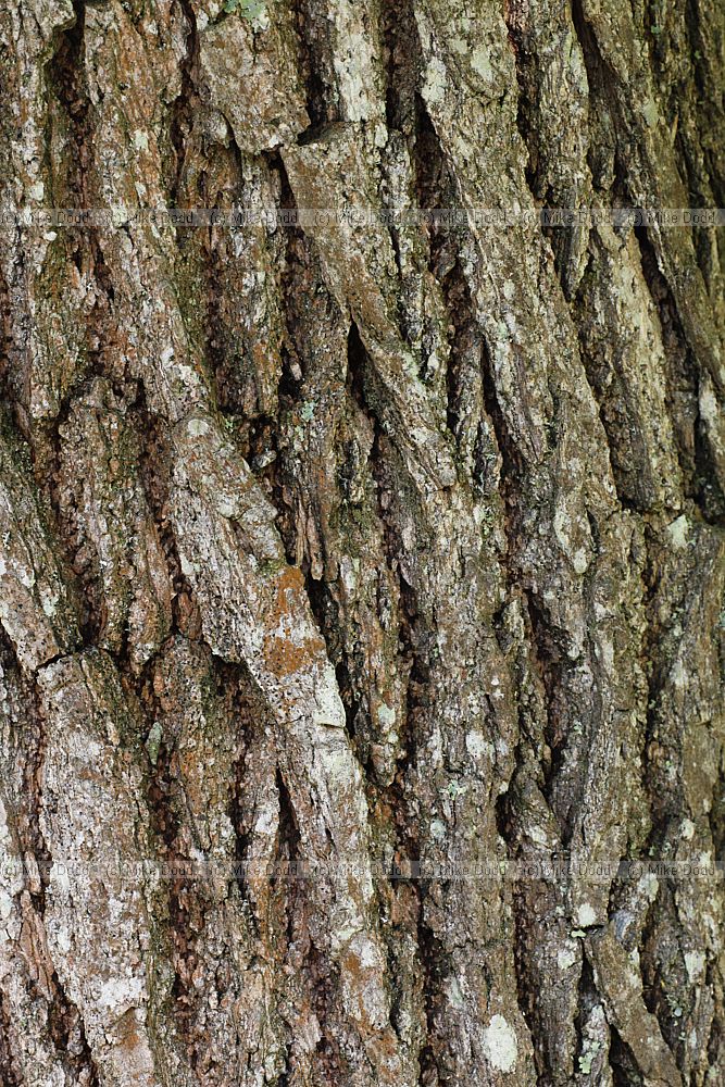 Sassafras albidum Sassafras