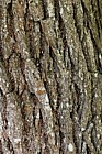 Sassafras albidum Sassafras