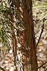 Sciadopitys verticillata Umbrella Pine