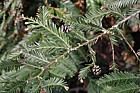 Sequoia sempervirens Coastal Redwood
