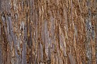 Sequoia sempervirens Coastal Redwood