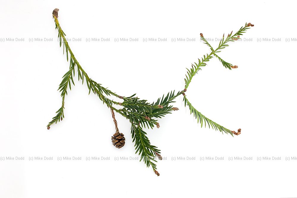 Sequoia sempervirens Coast Redwood