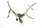 Sequoia sempervirens Coast Redwood