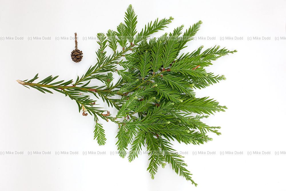Sequoia sempervirens Coast Redwood