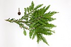 Sequoia sempervirens Coast Redwood
