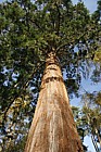 Sequoiadendron giganteum Giant Sequoia