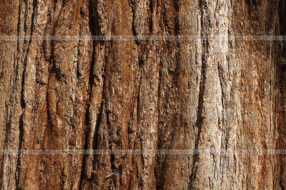 Sequoiadendron giganteum Giant Sequoia
