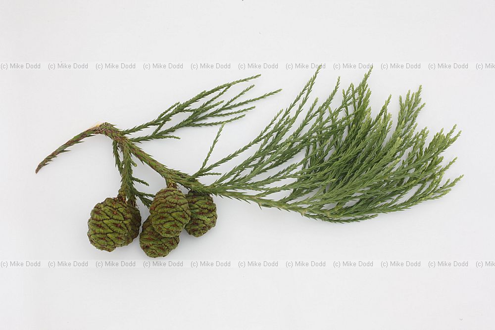 Sequoiadendron giganteum Giant Sequoia