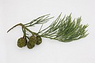 Sequoiadendron giganteum Giant Sequoia