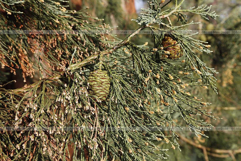 Sequoiadendron giganteum Giant Sequoia with cones and male flowers in spring