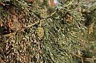 Sequoiadendron giganteum Giant Sequoia with cones and male flowers in spring