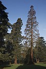 Sequoiadendron giganteum Giant Sequoia