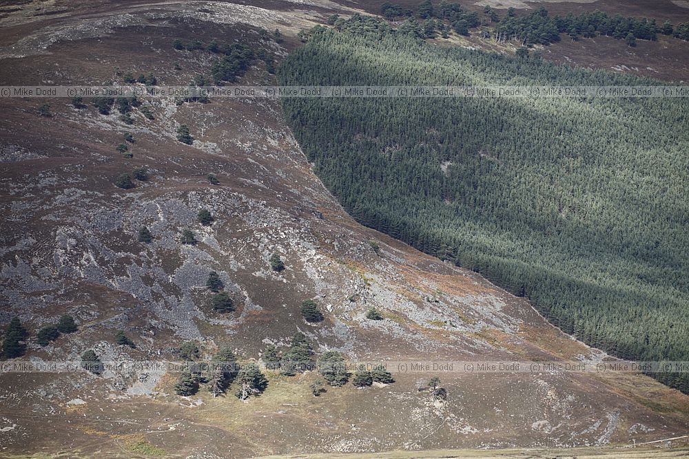 Sharp change in vegetation between open hillside with Pinus sylvestris Scots pines and plantation conifer forestry
