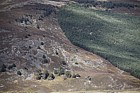 Sharp change in vegetation between open hillside with Pinus sylvestris Scots pines and plantation conifer forestry