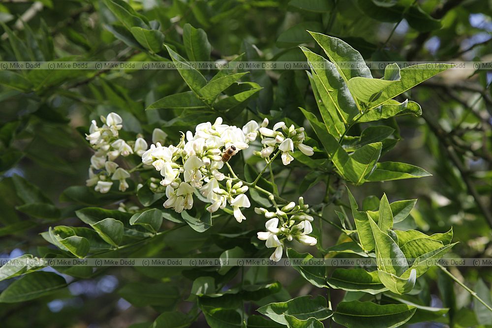 Sophora japonica Japanese Pagoda-tree