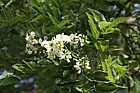 Sophora japonica Japanese Pagoda-tree