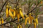 Sophora tetraptera 'Gnome'