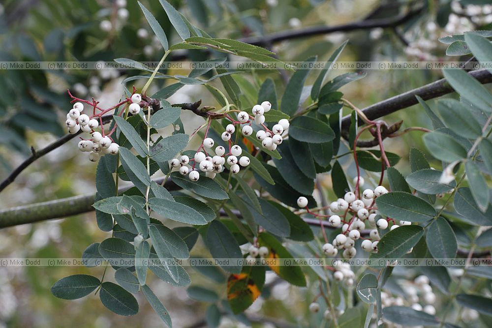 Sorbus sect. discolores