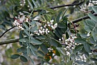 Sorbus sect. discolores