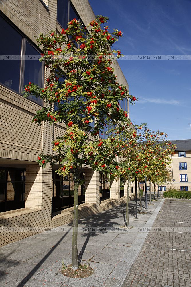 Sorbus Rowan