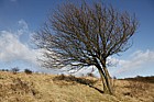 Sorbus aria Whitebeam