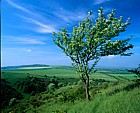 Sorbus aria common whitebeam Ivinghoe