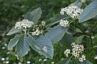 Sorbus aria 'Majestica' Whitebeam