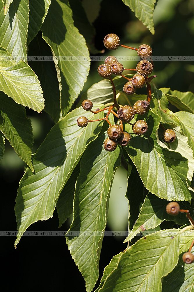 Sorbus aronioides