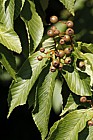Sorbus aronioides