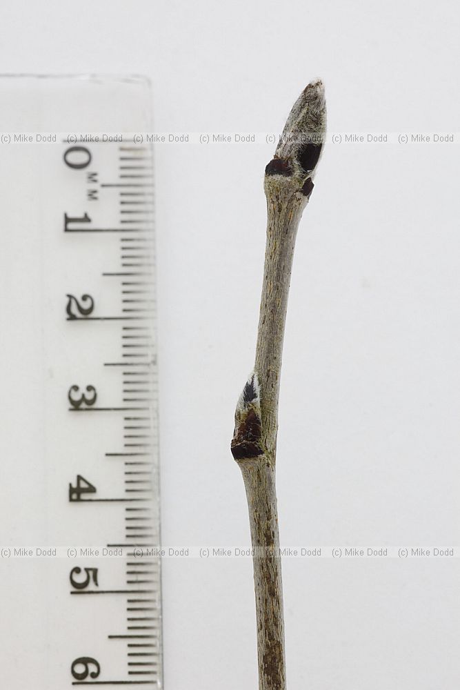 Sorbus aucuparia Rowan
