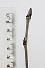 Sorbus aucuparia Rowan