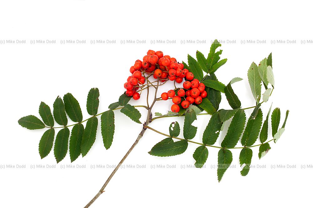 Sorbus aucuparia Rowan