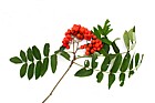 Sorbus aucuparia Rowan
