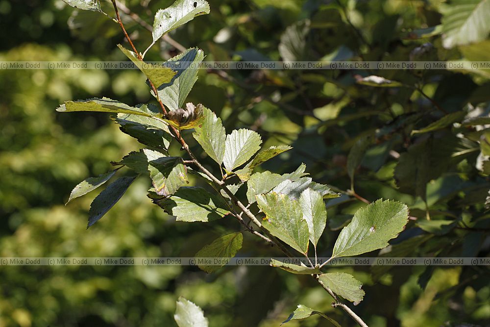 Sorbus bristoliensis Bristol Whitebeam