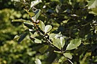Sorbus bristoliensis Bristol Whitebeam