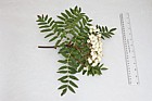 Sorbus cashmiriana Kashmir Rowan (?)