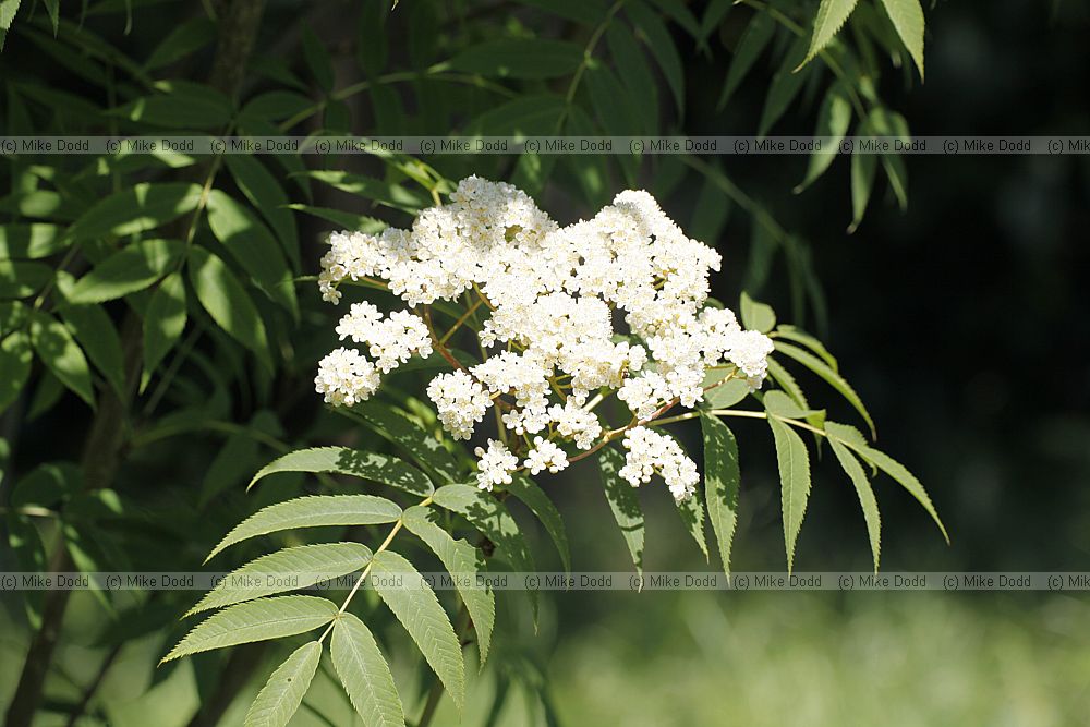 Sorbus commixta Japanese Rowan flowers