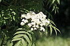 Sorbus commixta Japanese Rowan flowers