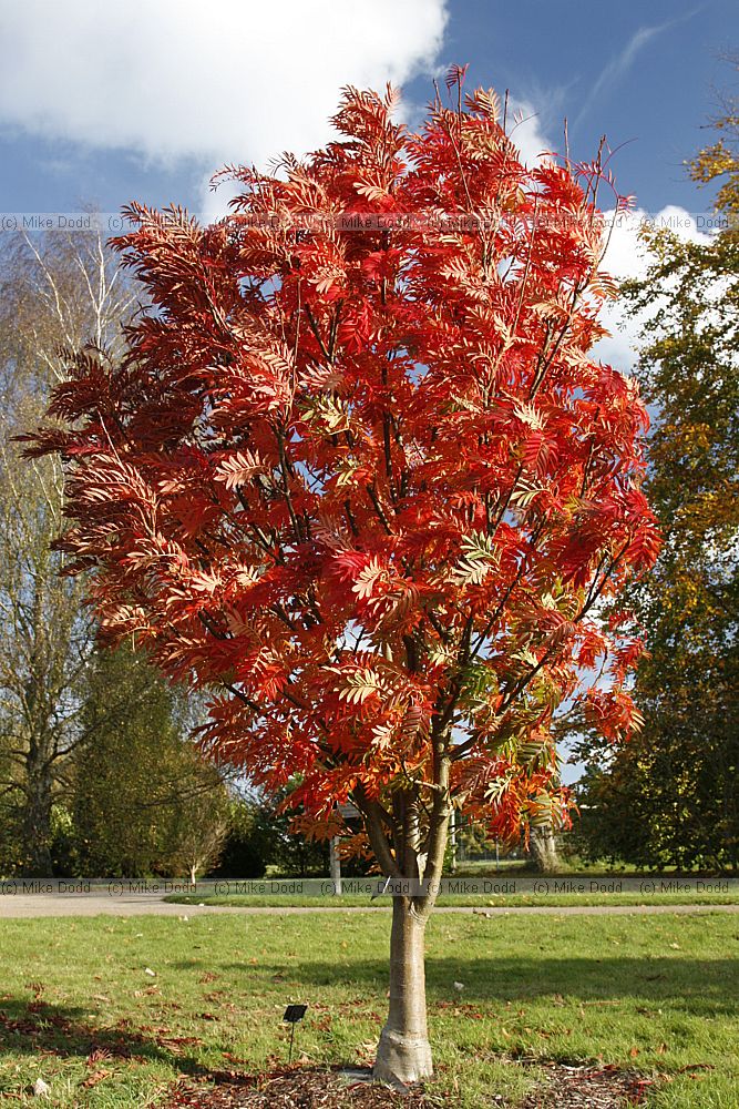 Sorbus commixta Japanese Rowan
