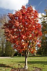 Sorbus commixta Japanese Rowan