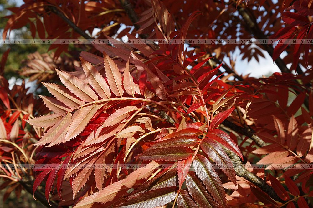 Sorbus commixta Japanese Rowan