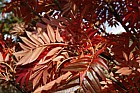 Sorbus commixta Japanese Rowan