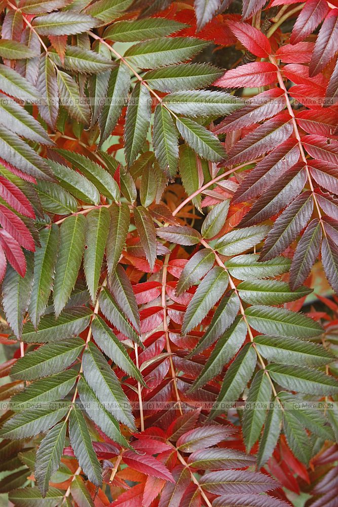 Sorbus commixta Japanese Rowan