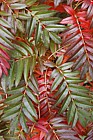 Sorbus commixta Japanese Rowan