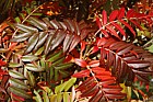 Sorbus commixta Japanese Rowan