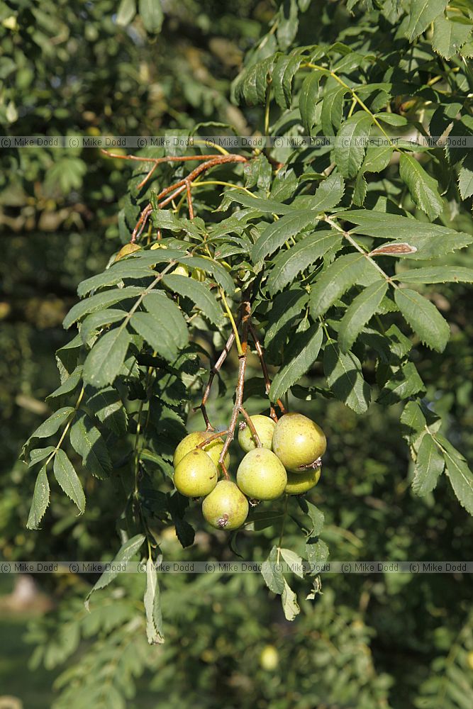 Sorbus domestica True Service Tree