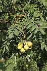 Sorbus domestica True Service Tree